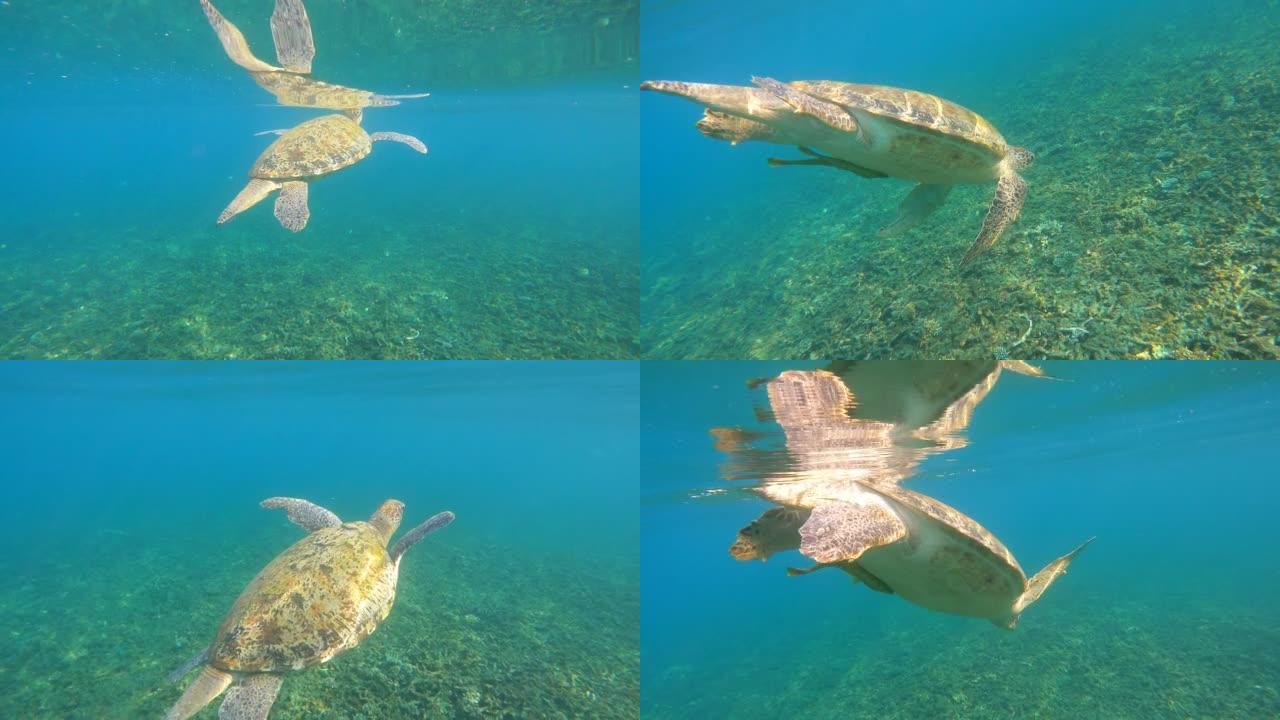 绿海龟游到海面呼吸，然后游到东南
