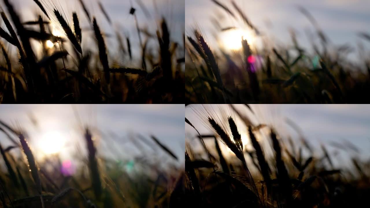 日落时的黑麦耳朵农田庄稼地逆光拍摄