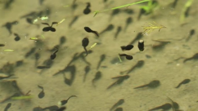 一群普通青蛙蝌蚪在欧洲的一个小池塘里游泳。俯视图，没有人