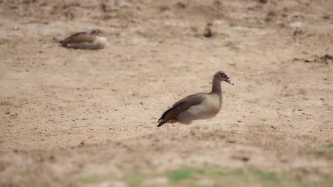 棕色的鹅在沙地上行走