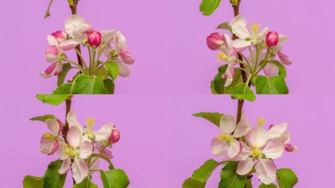 苹果花旋转并以horisontal格式绽放在粉红色背景下的4k视频。春天的苹果花视频。