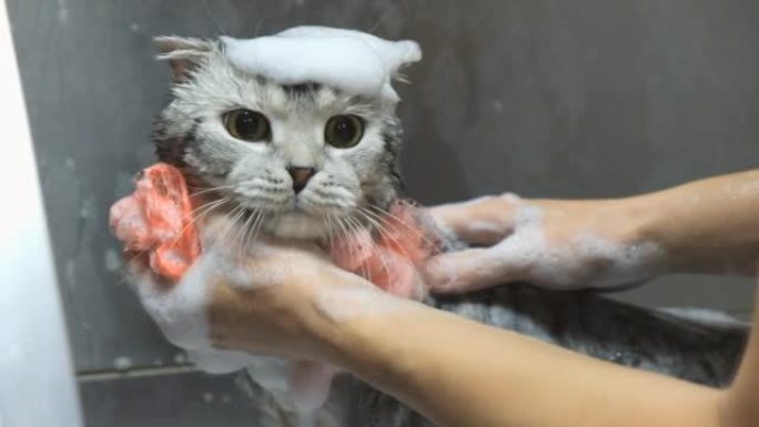美容沙龙的专业洗猫