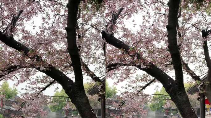 浙江乌镇樱花古风建筑视频素材