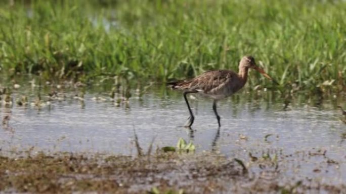 黑尾godwit徒步穿越荷兰湿地