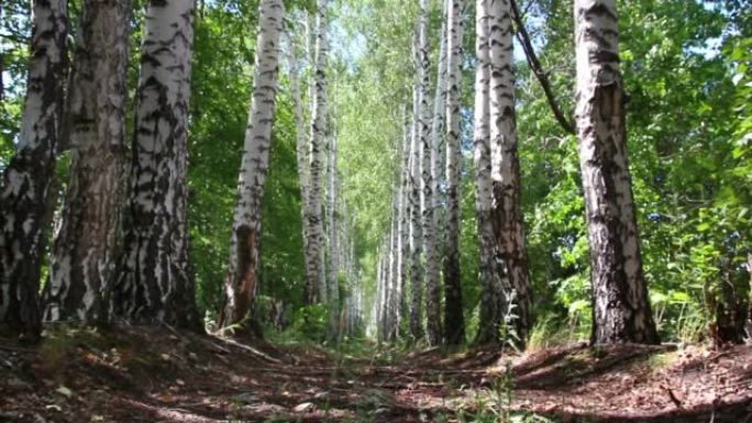 俄罗斯夏季桦木树林胡同-多莉射击