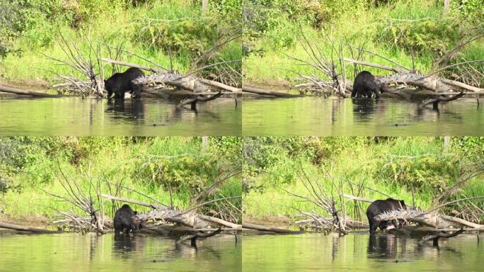 一只妈妈灰熊 (Ursus arctos horribilis) 和她的小灰熊幼崽在Atnarko河