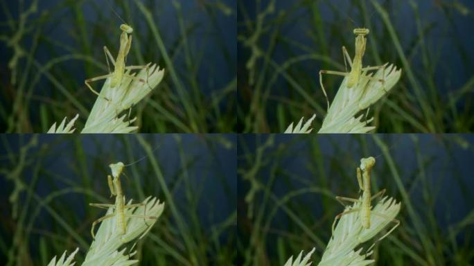 新生的绿色螳螂站在耳朵上时在风中跳舞，然后转身跳到相机镜头上。小螳螂昆虫 (若虫形式) 的特写，背景