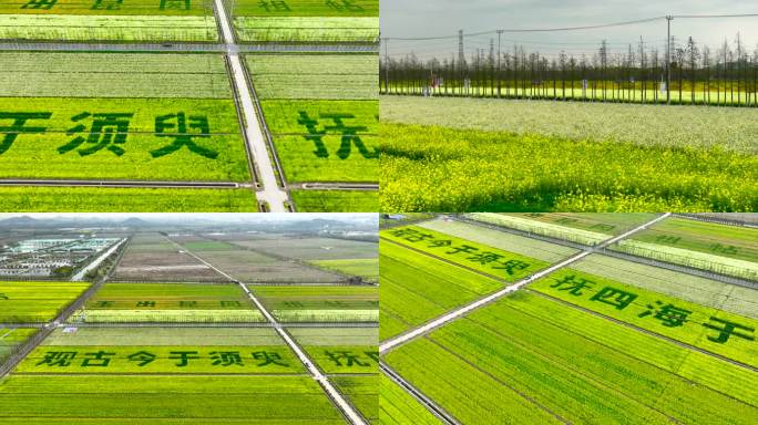 油菜花盛开