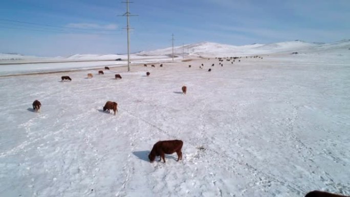 在白雪覆盖的田野上放牧的许多奶牛的鸟瞰图。奶牛在雪下寻找食物。美丽的冬季风景。