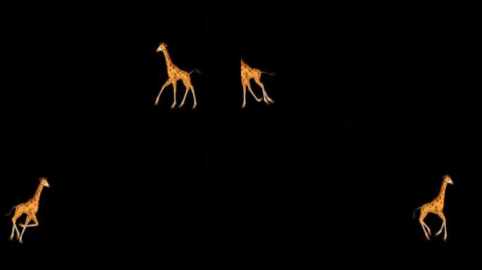 小长颈鹿来回奔跑阿尔法哑光远射