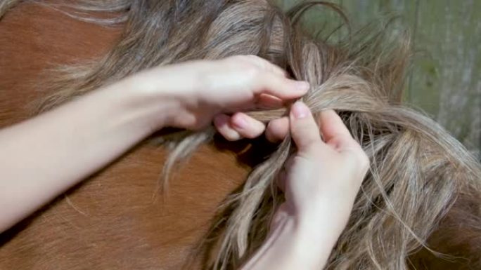 女孩在马的鬃毛上编辫子。特写