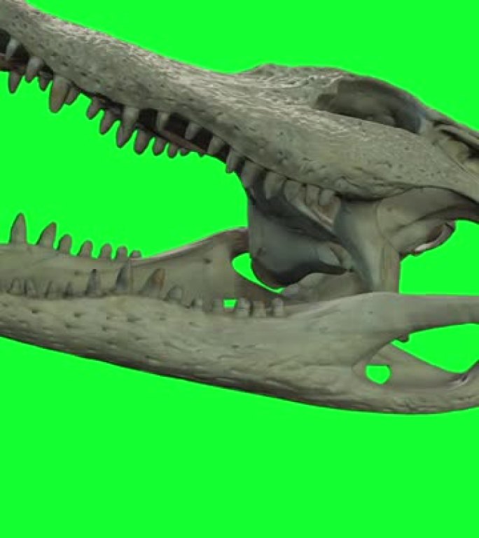 垂直视频动画-绿色屏幕上咸水鳄鱼头骨和牙齿的中特写镜头