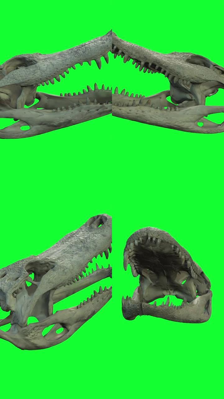 垂直视频动画-绿色屏幕上咸水鳄鱼头骨和牙齿的中特写镜头