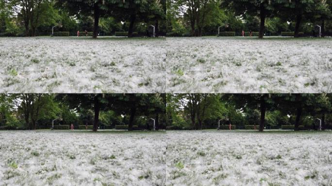 欧洲，意大利米兰，春天的花粉和季节性过敏，公园里的杨树开花-田野完全覆盖着对人类健康有害的草