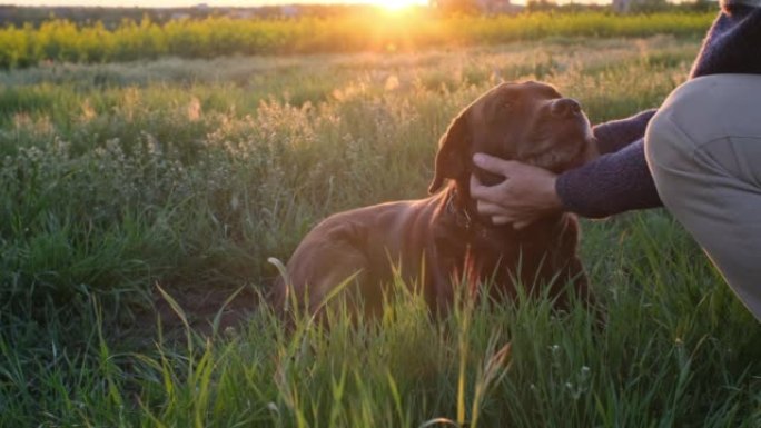 无法辨认的人的手在日落的灯光下抚摸躺在草地上的狗