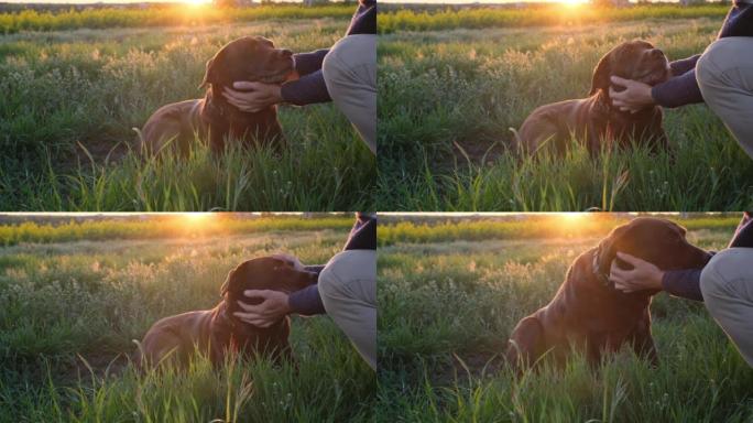 无法辨认的人的手在日落的灯光下抚摸躺在草地上的狗