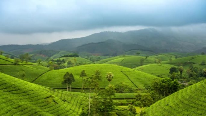 越南北部河内附近的Tan Son区Long Coc的茶园周围移动的雾和云的时间流逝