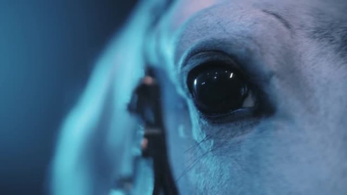 美丽的马眨眼，马脸的特写，纯种马在美丽的灯光下。