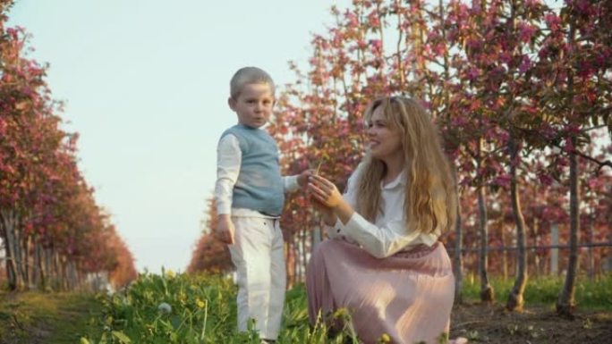 妈妈和儿子在接吻。一个小绅士。一个年幼的儿子给他的母亲一朵野花，并在花园里的粉红色小树附近的街道上亲