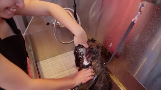 一名年轻女子在浴缸里给狗洗澡