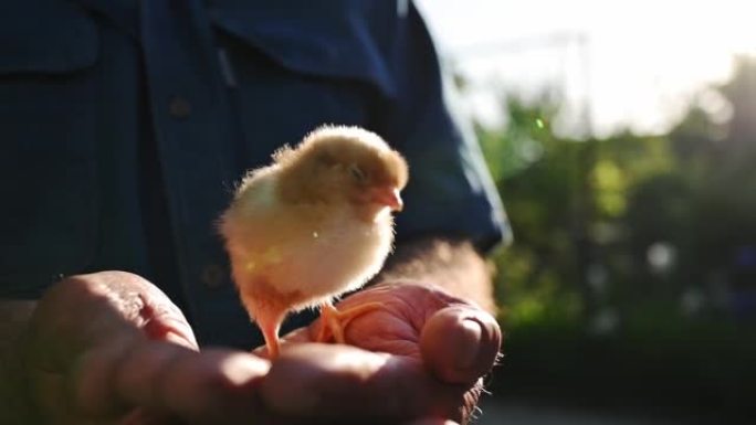 日落时，小黄色蓬松的新生小鸡在农夫粗糙的雄性手中。家政概念，家禽养殖，鸟类护理。带有阳光的模糊绿色背
