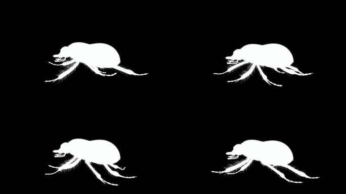 黑白侧视图粪甲虫循环动画素材