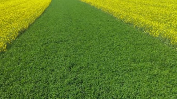 德国夏季温泽高地雷根斯堡附近上普法尔茨的无人机黄色开花油菜田景观的镜头