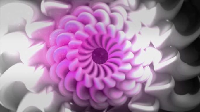 抽象粉红色和银色分形花，花瓣移动。动。美丽催眠渐变花缓慢转化，无缝循环。