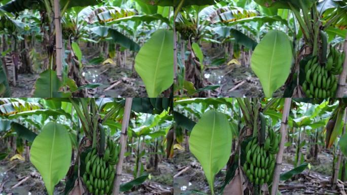 香蕉田的平移特色