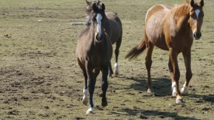 爱沙尼亚农场内的三匹马