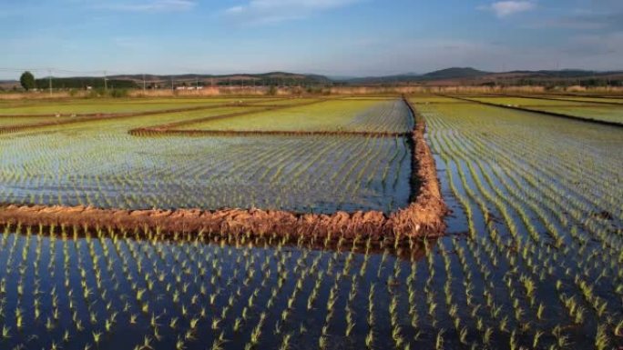 稻田-耕地三农业农田园耕地种植大米水稻丰