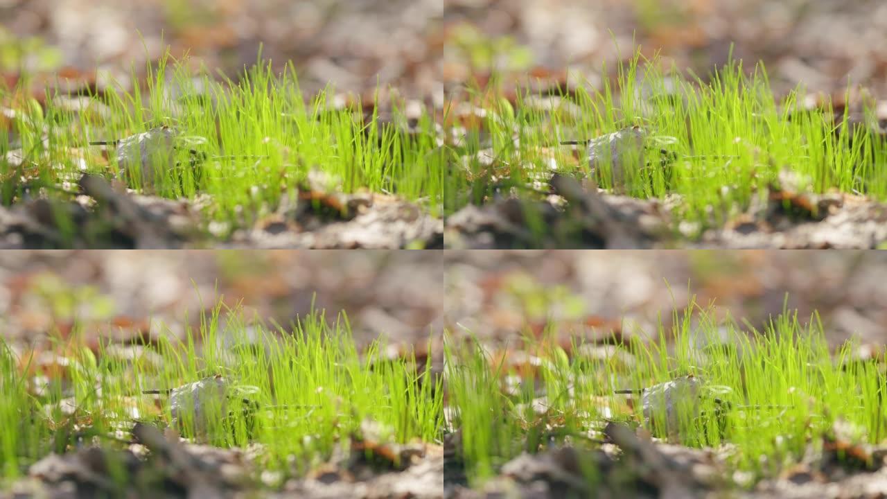 绿色的草芽通过干燥的橡树叶发芽。抽象阳光绿色自然背景。特写。