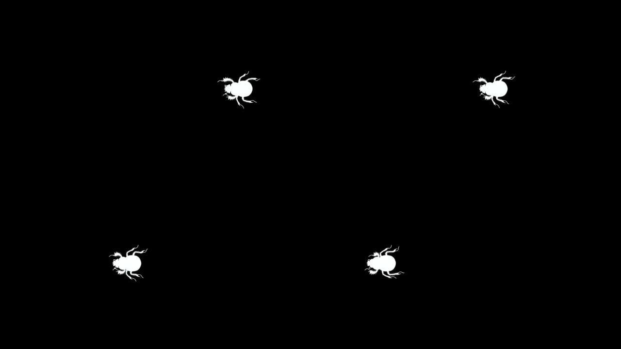 黑白顶视图粪甲虫动画素材