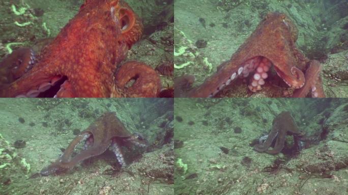 在石头海底寻找食物的大章鱼。