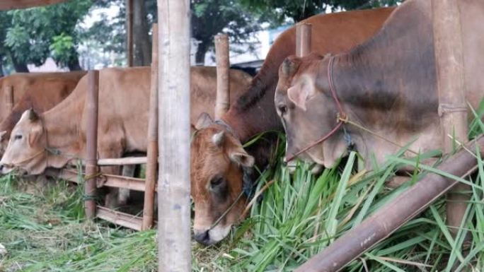 在开斋节，河湾库尔班，库尔班，萨皮库尔班，河湾库尔班的祭祀准备期间，牛或牛在动物市场上吃草。