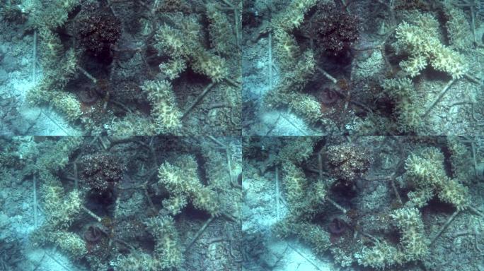 在水下珊瑚农场种植不同的海珊瑚，生长珊瑚。人工珊瑚养殖场观察珊瑚礁生长进展。拯救海底世界，防止全球变