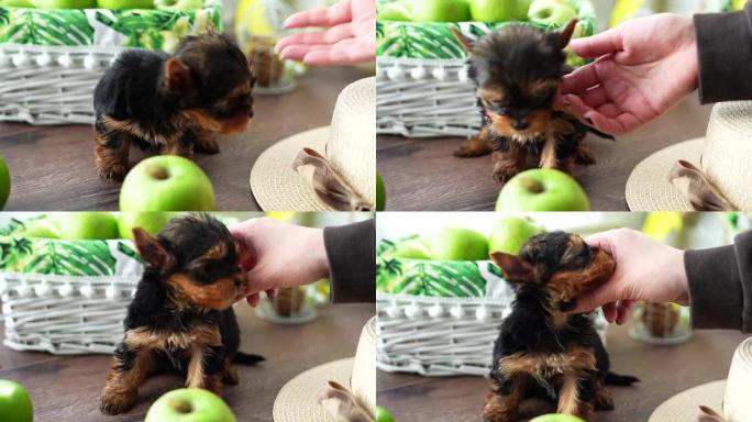 高加索女孩的手抚摸着可爱的小蓬松约克夏犬小狗，因为它坐在多汁的青苹果和核桃篮子附近，在绿苹果的白色柳