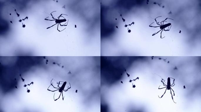 蜘蛛网，哥斯达黎加野生动物和动物中的令人毛骨悚然的蜘蛛，包裹着被困在陷阱中的苍蝇的食物，中美洲的To