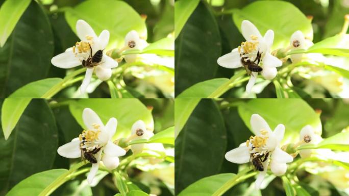 蜜蜂在橙花上收集花粉