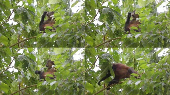 坐在树上的小蜘蛛猴子在corcovado吃一朵花
