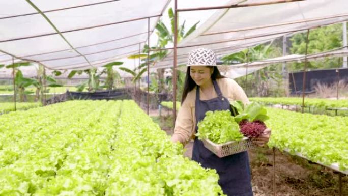 4K 50fps亚洲妇女拥有一个水培农场，使用不含化学物质的水，不要在烈日下使用土壤。销售前检查绿叶