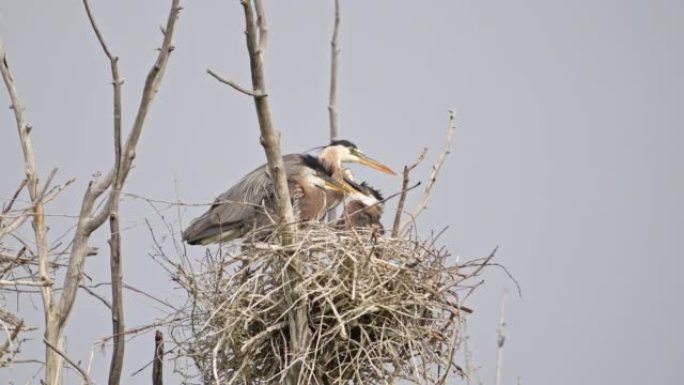 成年大蓝鹭与两只小鸡在巢中