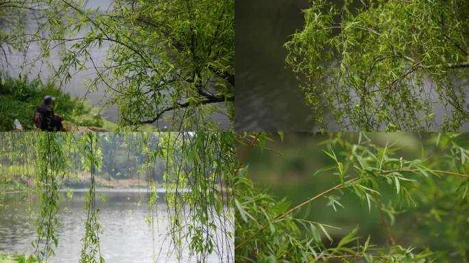 河畔发满新芽的柳树枝