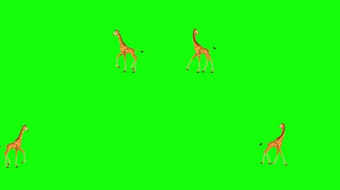 小长颈鹿奔跑，环顾色度键极端远射