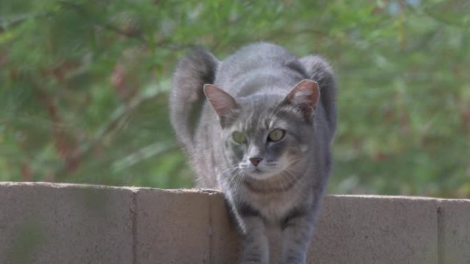 煤渣砌块墙上的野猫