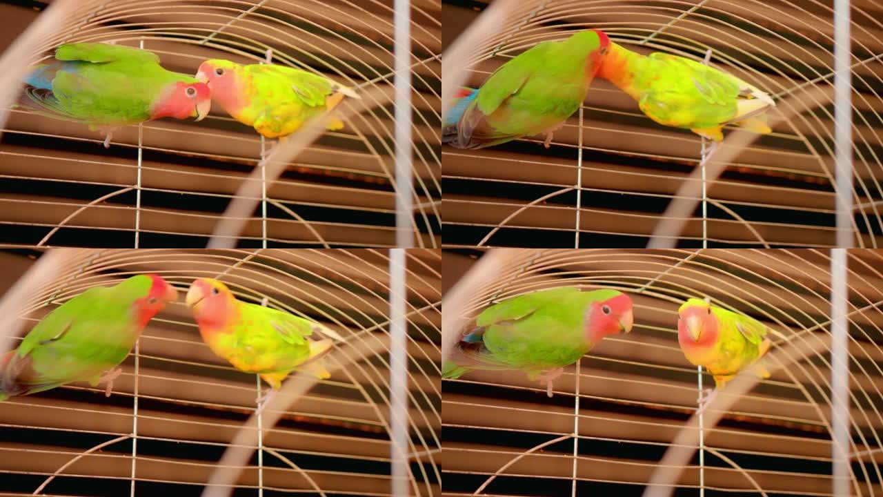 笼子里两只形影不离的鹦鹉。绿色橙色的大鹦鹉在一起。