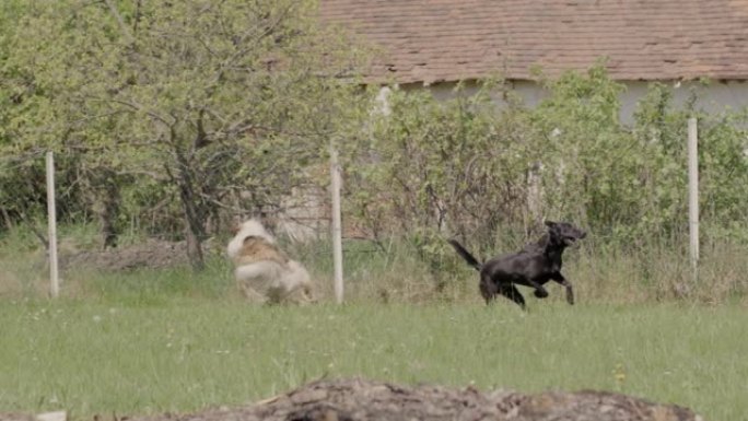 一只粗糙的牧羊犬 (苏格兰牧羊犬) 躺着并咀嚼木棍 (慢动作) 的特写镜头