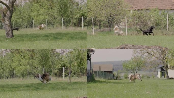 一只粗糙的牧羊犬 (苏格兰牧羊犬) 躺着并咀嚼木棍 (慢动作) 的特写镜头