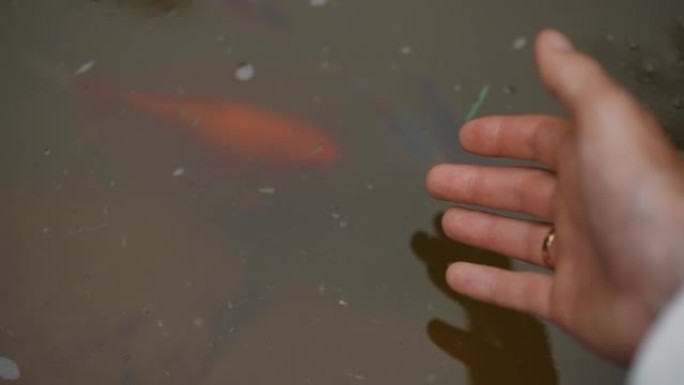男人用手指诱使漂亮的锦鲤在湖中游泳
