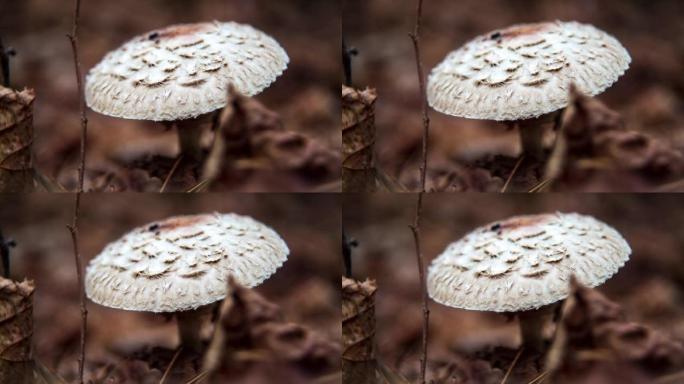森林蘑菇，有一个大的深棕色帽子。巨藻